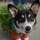 Wilson the corgi, dressed as a chia pet, at the Haute Dog Howl’oween Parade on October 29, 2017 in Long Beach, California.